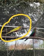 parkiet, Dieren en Toebehoren, Vogels | Parkieten en Papegaaien, Vrouwelijk, Parkiet, Geringd