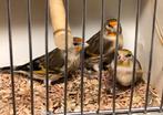 Distelvink x kanarie poppen, Dieren en Toebehoren, Vogels | Kanaries, Vrouwelijk, Bastaard