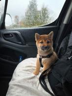 Shiba Inu puppy van ouders met gezondheidstesten, Dieren en Toebehoren, Honden | Poolhonden, Keeshonden en Oertypen, België, Fokker | Hobbymatig