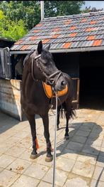 Super knappe D-pony, 11 ans ou plus, Hongre, M, Poney de récréation
