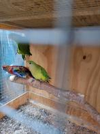 Koppel barabans 1 penant wildkleur, Dieren en Toebehoren