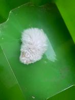 Syrische hamsters, Hamster, Juli, Meerdere dieren, Tam