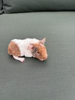 Zeugje US teddy lilac goud wit, Vrouwelijk, Cavia