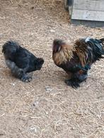 Verse broedeieren van zijdehoenders, Dieren en Toebehoren, Kip