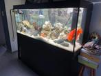 Aquarium Juwel Rio 450L, Enlèvement, Utilisé, Aquarium d'eau douce rempli