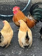 Trio Chabo Krielen, Dieren en Toebehoren, Pluimvee