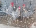 Trio Cream legbar kippen 1 haan 2 hennen onverwant, Dieren en Toebehoren, Pluimvee