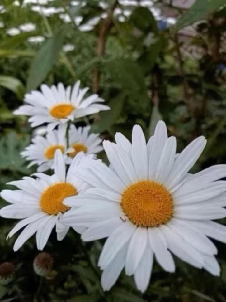 Grote potten boeremargrieten , vanaf 2,5 euro, Tuin en Terras, Planten | Tuinplanten, Vaste plant, Overige soorten, Volle zon