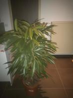 grote planten . top kwaliteit, Huis en Inrichting, Kamerplanten, Palm, 150 tot 200 cm, Ophalen of Verzenden