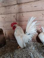 Serama haantje, Dieren en Toebehoren