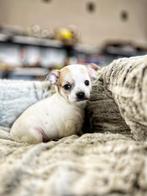 prachtige belgische chihuahua pupjes zoeken baasje!!, Dieren en Toebehoren, Honden | Chihuahua's en Gezelschapshonden, België