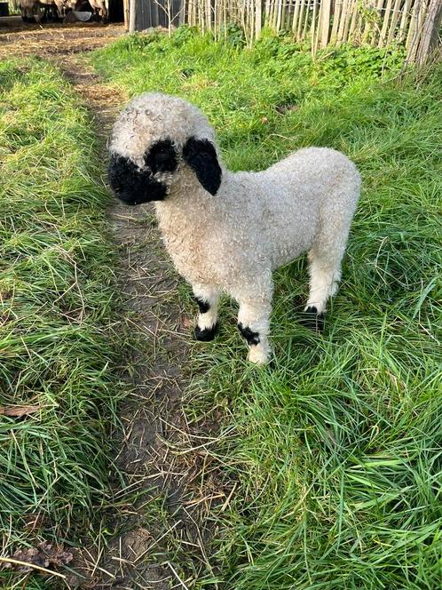Walliserschwarznazen rammetjes, Dieren en Toebehoren, Schapen, Geiten en Varkens, Schaap, Mannelijk, 0 tot 2 jaar