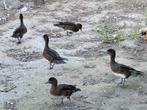Europese smienten, Meerdere dieren, Eend