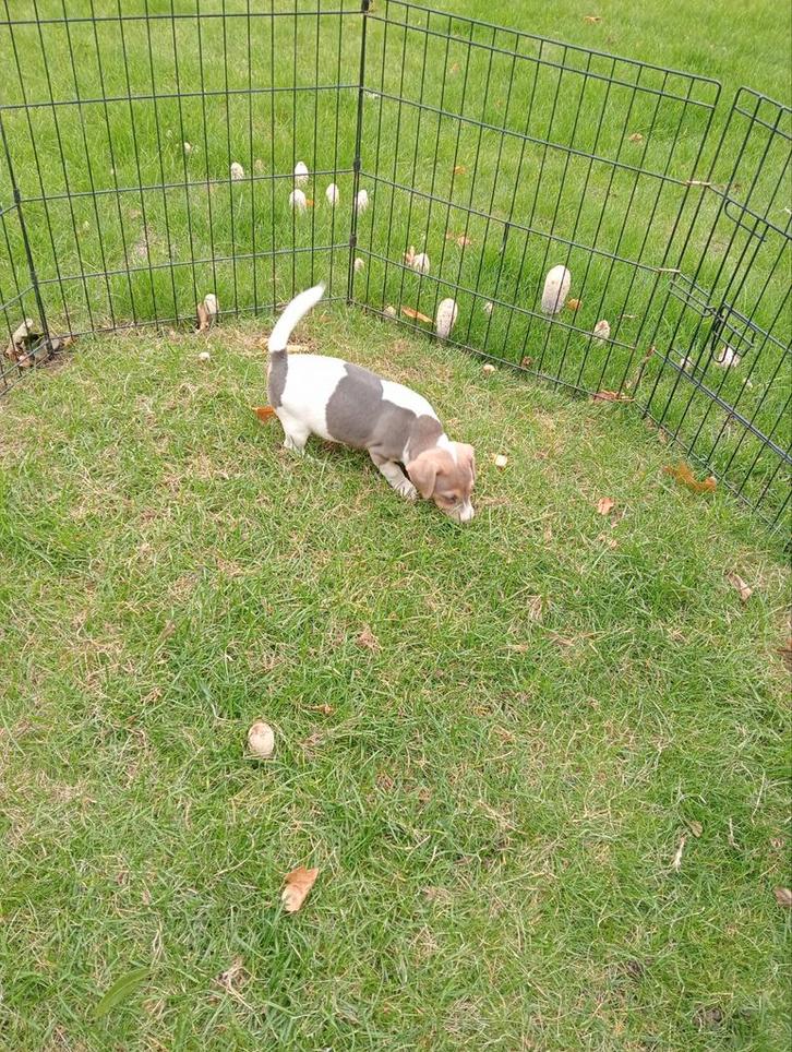 Jack Russel puppy REU, Dieren en Toebehoren, Honden | Jack Russells en Terriërs, Reu, Jack Russell Terriër, Fokker | Professioneel