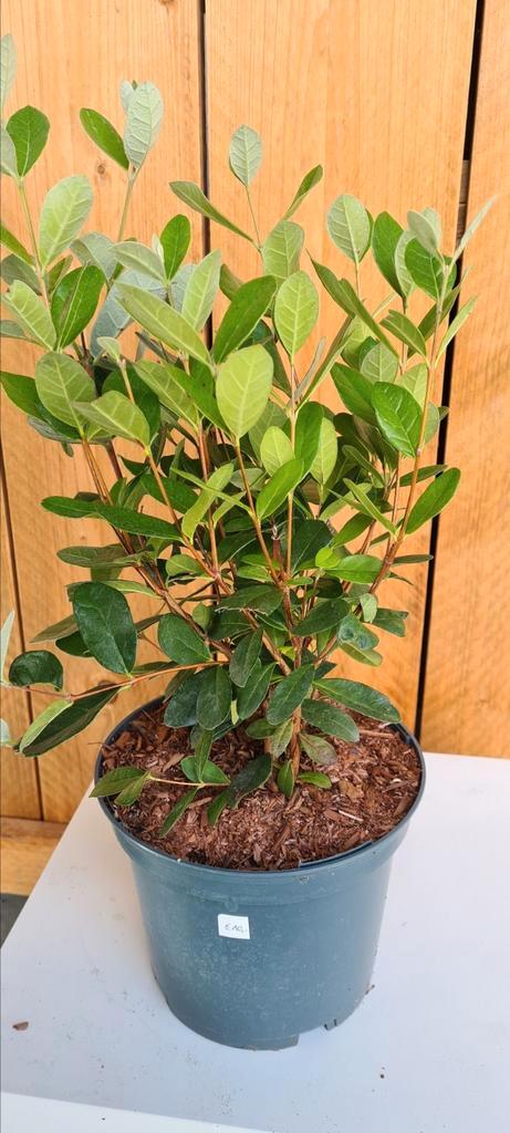 Ananasguave - Acca sellowiana, Tuin en Terras, Planten | Tuinplanten, Ophalen