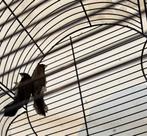 Kooi met vogels, Dieren en Toebehoren, Ophalen
