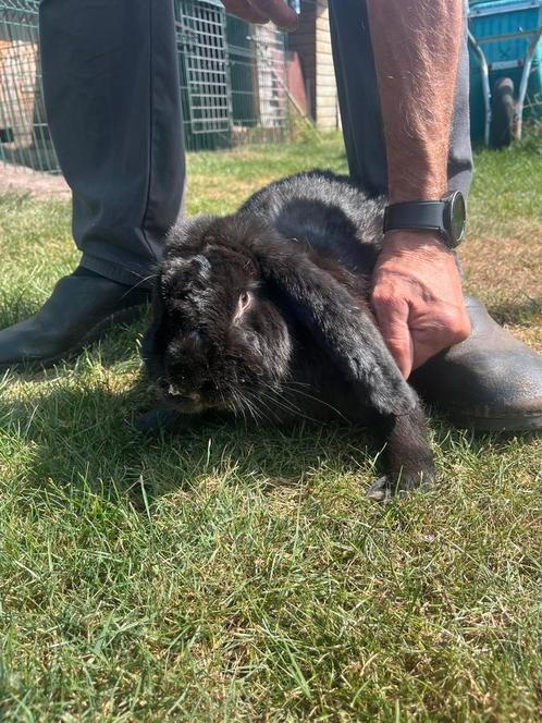Franse hangoor ram, Dieren en Toebehoren, Konijnen, Groot, Mannelijk, 0 tot 2 jaar, Hangoor