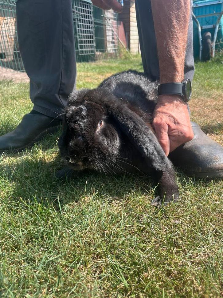 Franse hangoor ram, Dieren en Toebehoren, Konijnen, Groot, Mannelijk, 0 tot 2 jaar, Hangoor