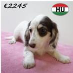 Schattig langharig Teckel teefje chocolate tan piebald, Dieren en Toebehoren, Honden | Teckels en Dashonden, 15 weken tot 1 jaar