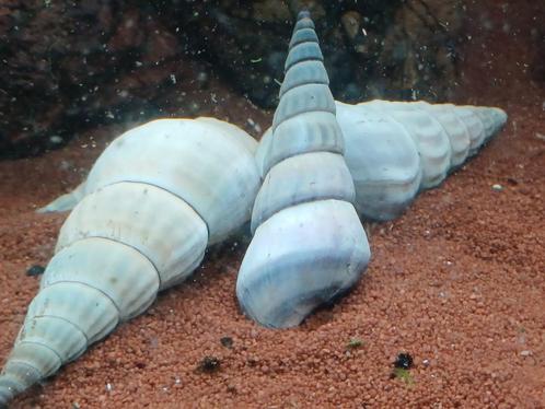 Hobbyaquarium  Brotia Herculea white slakken aktie 2=€10,00, Dieren en Toebehoren, Vissen | Aquariumvissen, Zoetwatervis, Slak of Weekdier