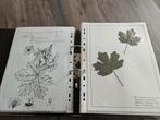 Herbarium, Ophalen of Verzenden, Zo goed als nieuw