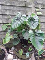 Colocasia pharaoh mask, Ophalen of Verzenden