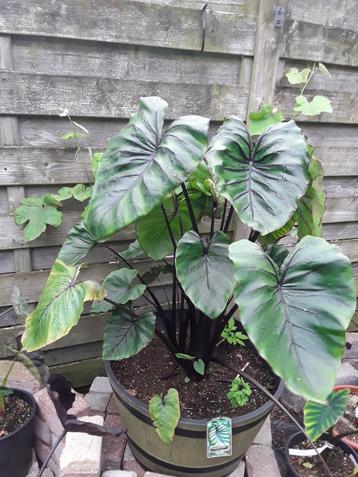 Colocasia pharaoh mask beschikbaar voor biedingen