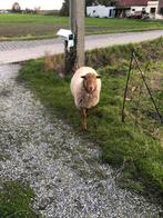 Ram, Dieren en Toebehoren, Mannelijk, Schaap, 0 tot 2 jaar