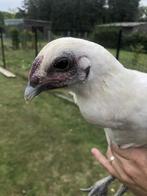 Luikse vechtkriel, Dieren en Toebehoren, Pluimvee, Kip
