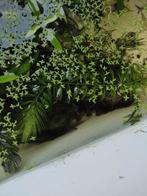 Gratis endler guppies en planten, Ophalen, Zo goed als nieuw