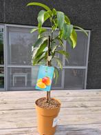 Mangoplant, Halfschaduw, Ophalen