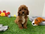 Cavapoo pups, Dieren en Toebehoren, België, 8 tot 15 weken, CDV (hondenziekte), Meerdere