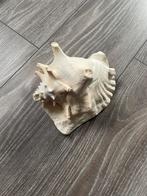 Roze vleugelhoorn, Verzamelen, Mineralen en Fossielen, Ophalen of Verzenden, Schelp(en)