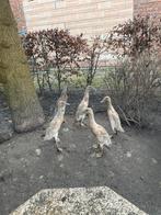 Loopeendjes te koop, Plusieurs animaux, Canard