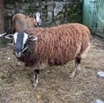 Ram dassenkop swifter, Dieren en Toebehoren, Mannelijk, Schaap, 0 tot 2 jaar