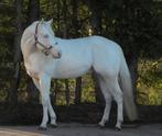 2 unieke quarter hengsten ter dekking, Dieren en Toebehoren, Paarden, Hengst