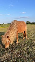 Kinderpony, Dieren en Toebehoren, Pony's, Niet van toepassing, A pony (tot 1.17m), 11 jaar of ouder, Recreatiepony