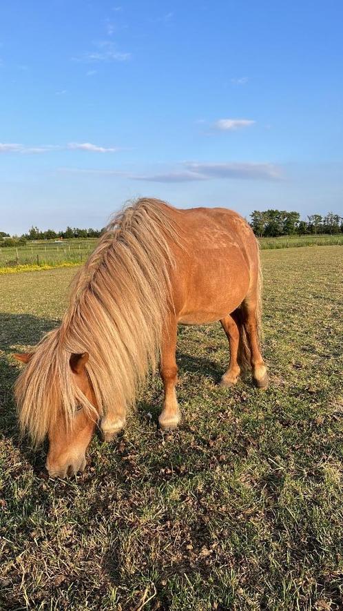 Kinderpony, Dieren en Toebehoren, Pony's, Merrie, Niet van toepassing, A pony (tot 1.17m), Recreatiepony, 11 jaar of ouder, Gechipt