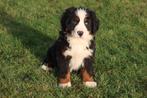 Chiots de montagne bernois à vendre, Chien (mâle), Swiss mountain, Belgique, Plusieurs