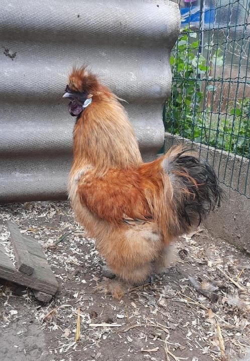 1 zijdehoender haan, Dieren en Toebehoren, Overige Dieren, Mannelijk, Oktober