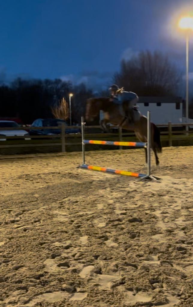 Talentvolle recreatiepony uit 2016 - ruin, 1m34, Dieren en Toebehoren, Pony's, Ruin, Springpony
