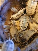 Porcellio laevis dairy cow (25 voor €5), Overige soorten