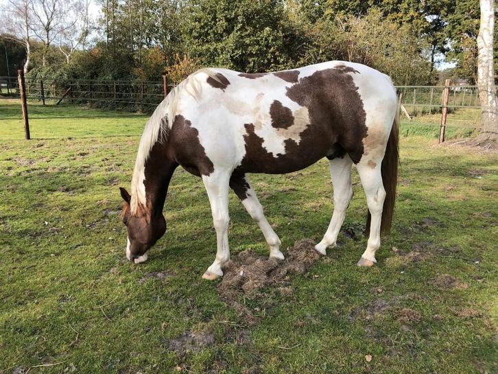 Paard gezocht, Dieren en Toebehoren, Paarden, Ruin, Niet van toepassing, 170 tot 175 cm, 7 tot 10 jaar, Recreatiepaard, Gechipt