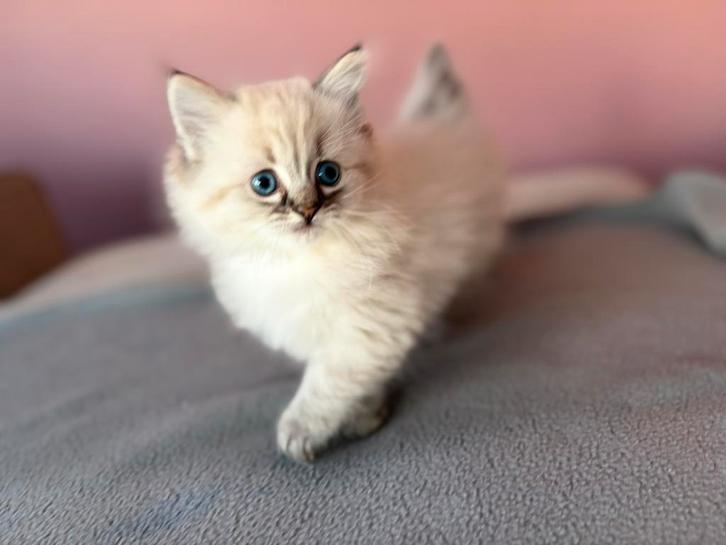 Ragdoll Kittens, Dieren en Toebehoren, Katten en Kittens | Raskatten | Langhaar, Kater, Ontwormd