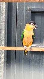 Zwartkop caique, Dieren en Toebehoren, Vogels | Parkieten en Papegaaien, Geringd