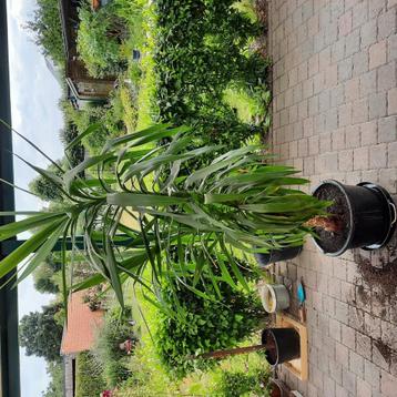 Yucca beschikbaar voor biedingen