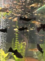 Molly’s, Dieren en Toebehoren, Vis, Zoetwatervis