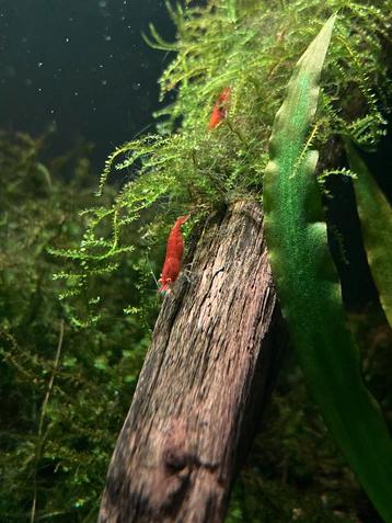 Red demon garnalen neo caridina beschikbaar voor biedingen