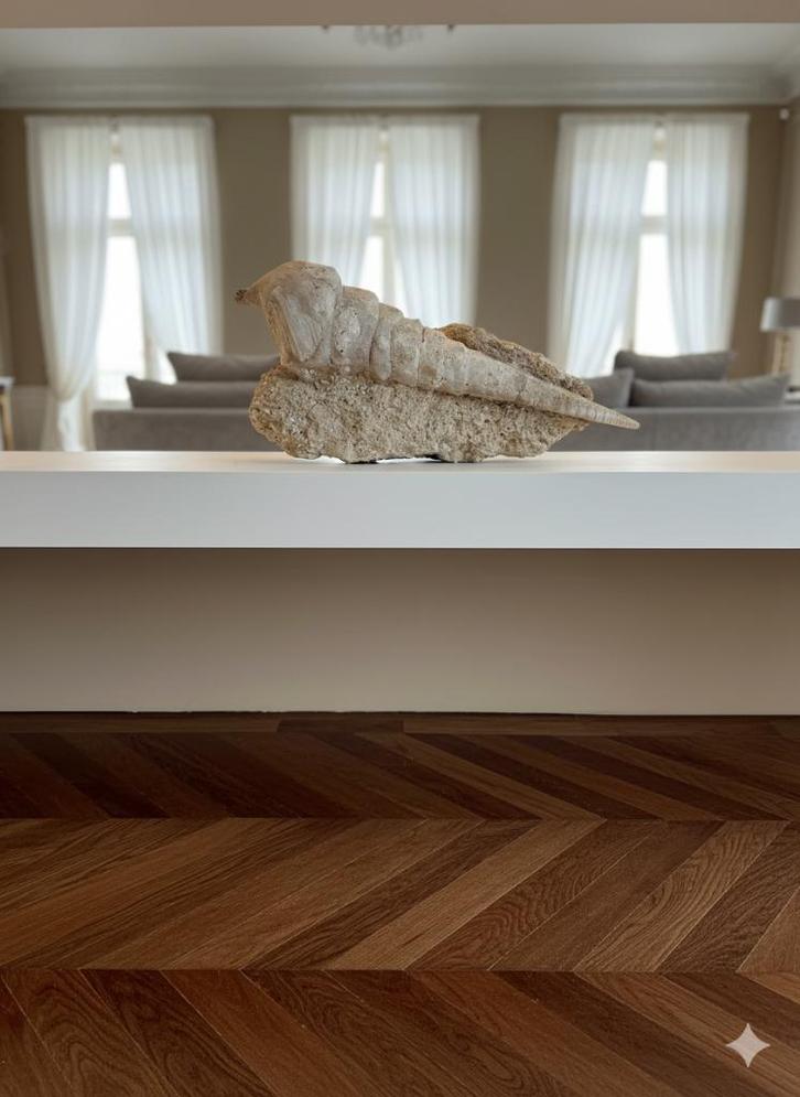 Uniek XXL Cerithium-Fossiel — 42 cm, Verzamelen, Mineralen en Fossielen, Fossiel, Ophalen