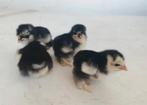 kuikens te koop, Dieren en Toebehoren, Kip